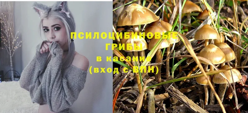 Псилоцибиновые грибы Psilocybe  где купить наркотик  Никольск 